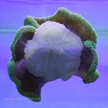 Carpet Anemone - Green (Indian Ocean)