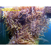 Ritteri Anemone (Indian Ocean)