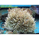 Buy Sebae Anemone (Indian Ocean) at www.jlaquatics.com