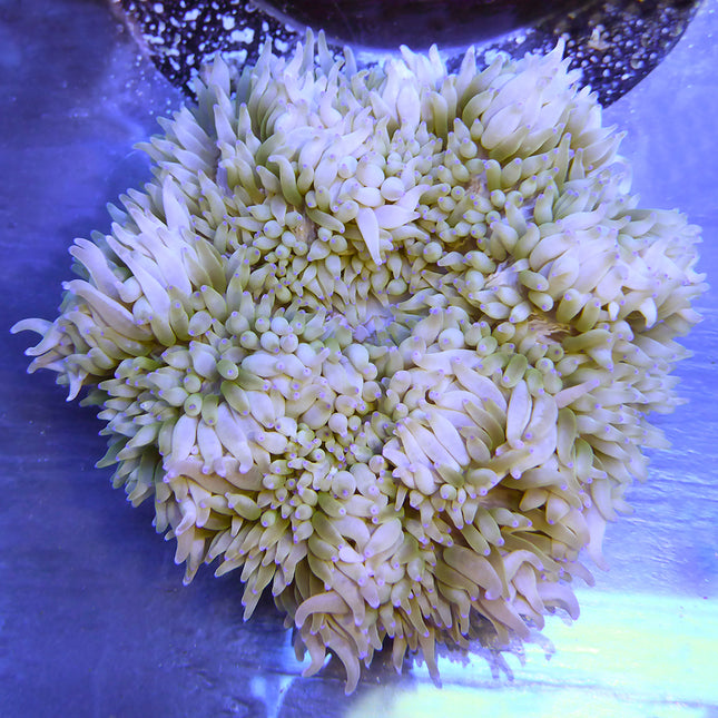 Sebae Anemone - Colored (Indian Ocean)