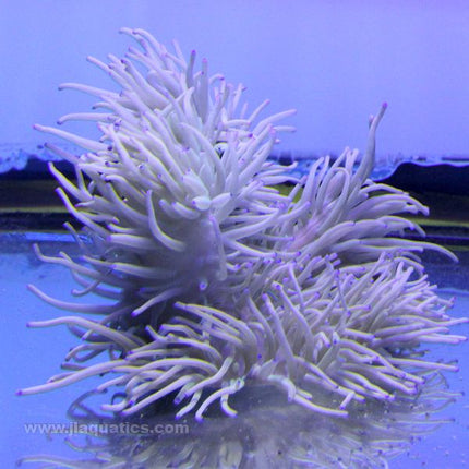 Buy Sebae Anemone - Colored (Indian Ocean) at www.jlaquatics.com