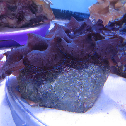 Buy Crocea Giant Clam - B Grade (South Pacific) in Canada Tridacna crocea - J&L Aquatcs