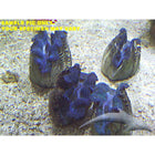 Crocea Giant Clam - A Grade (South Pacific)