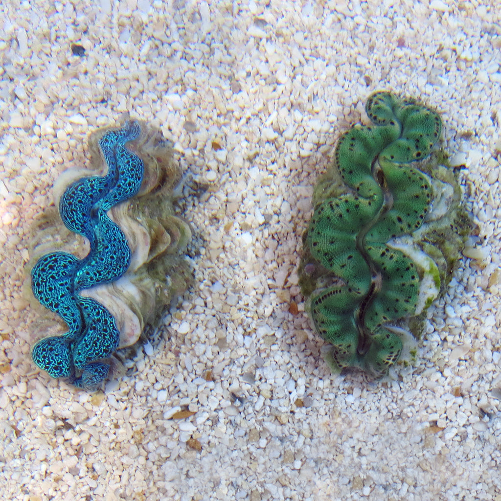 Maxima Giant Clam - A Grade | JLAquatics Canada – J&L Aquatics Ltd.