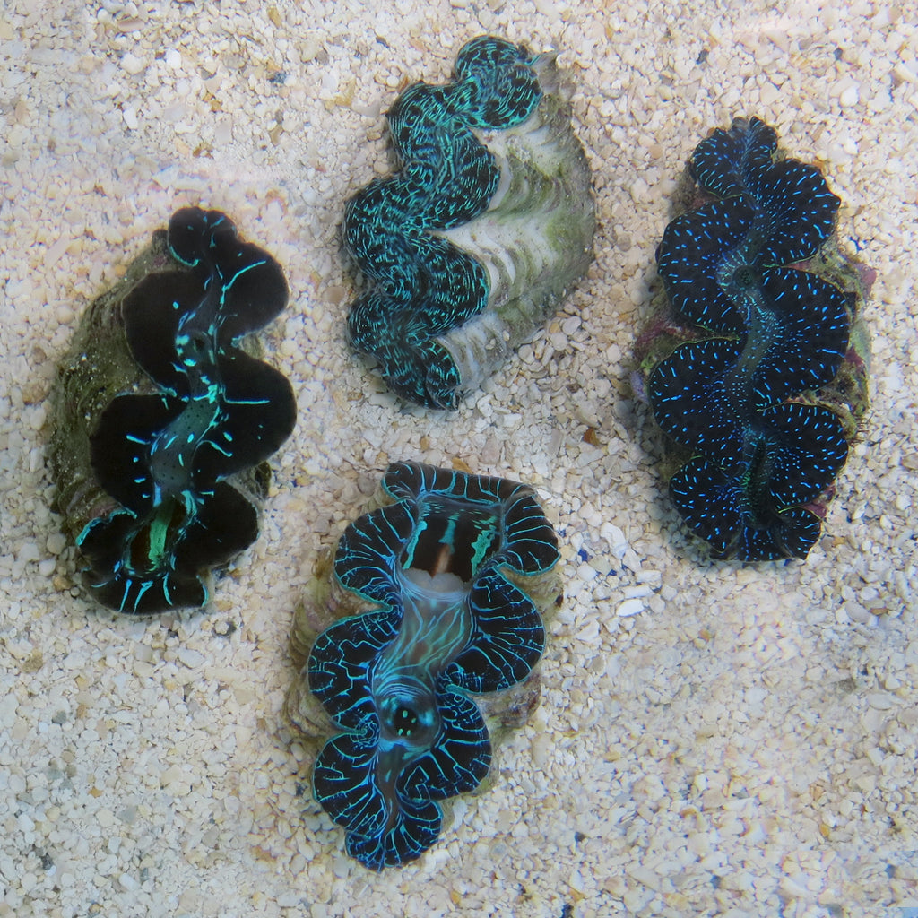 Maxima Giant Clam - A Grade | JLAquatics Canada – J&L Aquatics Ltd.