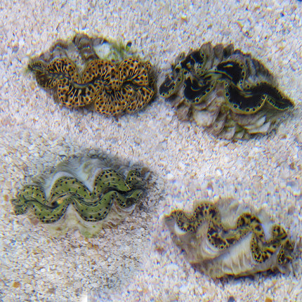 Maxima Giant Clam - B Grade (South Pacific)