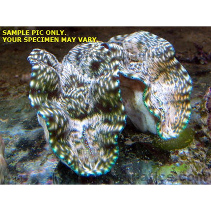 Derasa Giant Clam (South Pacific)