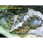 Buy Derasa Giant Clam (South Pacific) in Canada Tridacna derasa - J&L Aquatcs