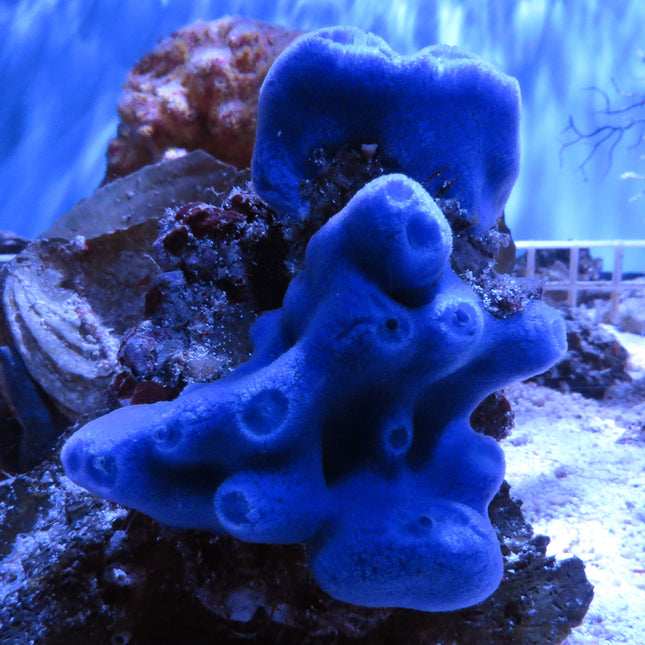 Blue/Purple Sponge (Asia Pacific)