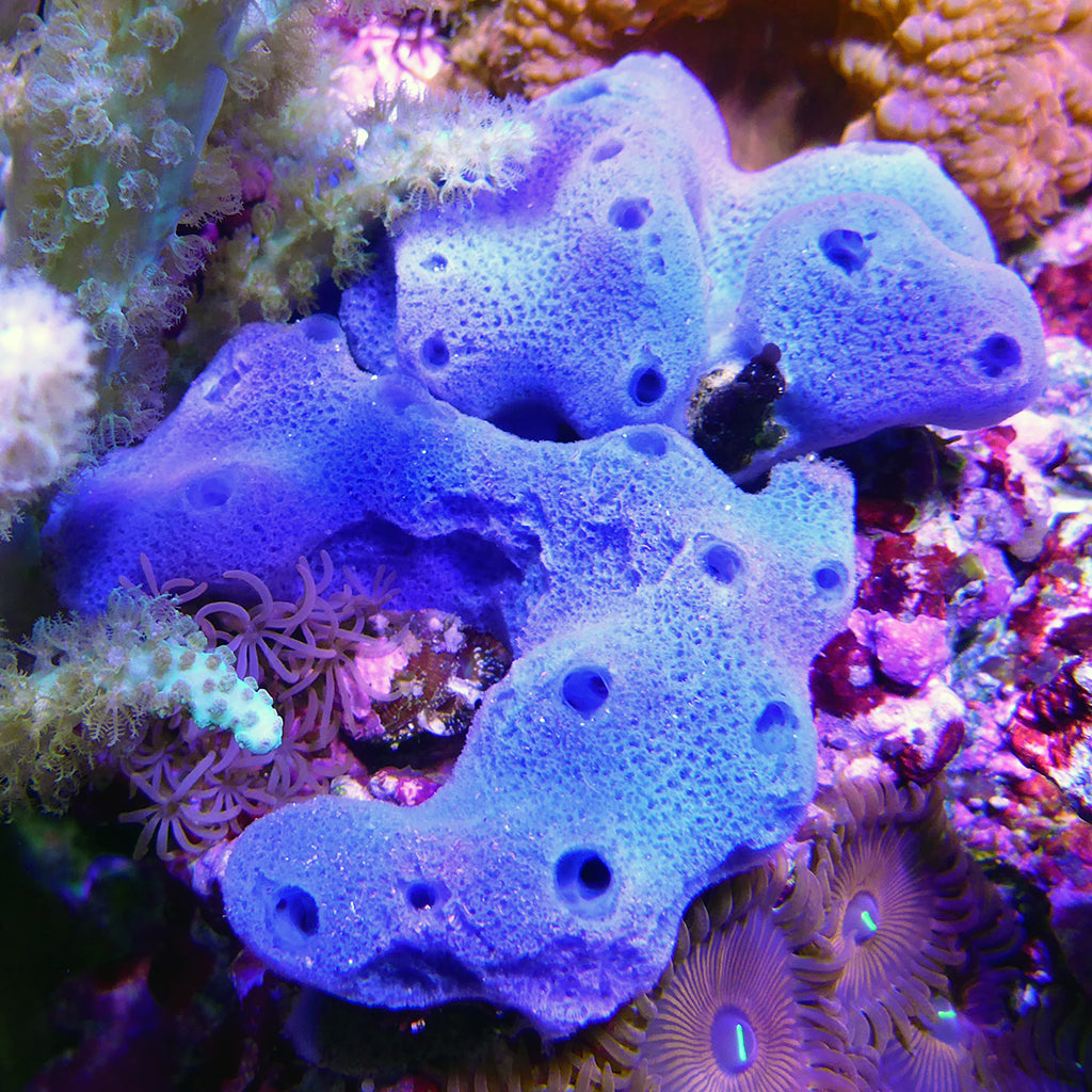 Blue/Purple Sponge (Asia Pacific)