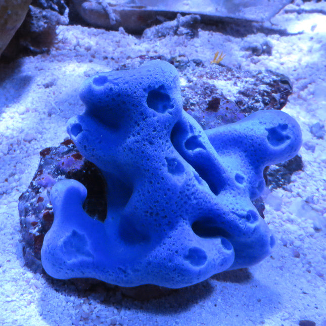 Blue/Purple Sponge (Asia Pacific)