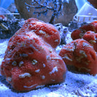 Gold Speckled Sponge (Atlantic)