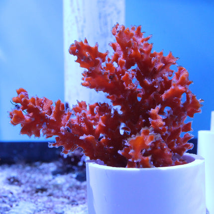 Orange Ball Sponge (Asia Pacific)