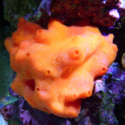 Orange Ball Sponge (Asia Pacific)