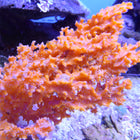 Orange Bee Sponge (Asia Pacific)