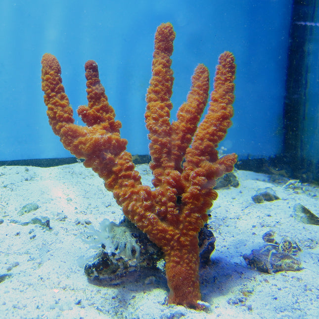 Orange Cactus Sponge (Atlantic)