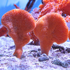 Orange Paddle Sponge (Asia Pacific)