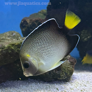 Cream Angel (Indian Ocean)