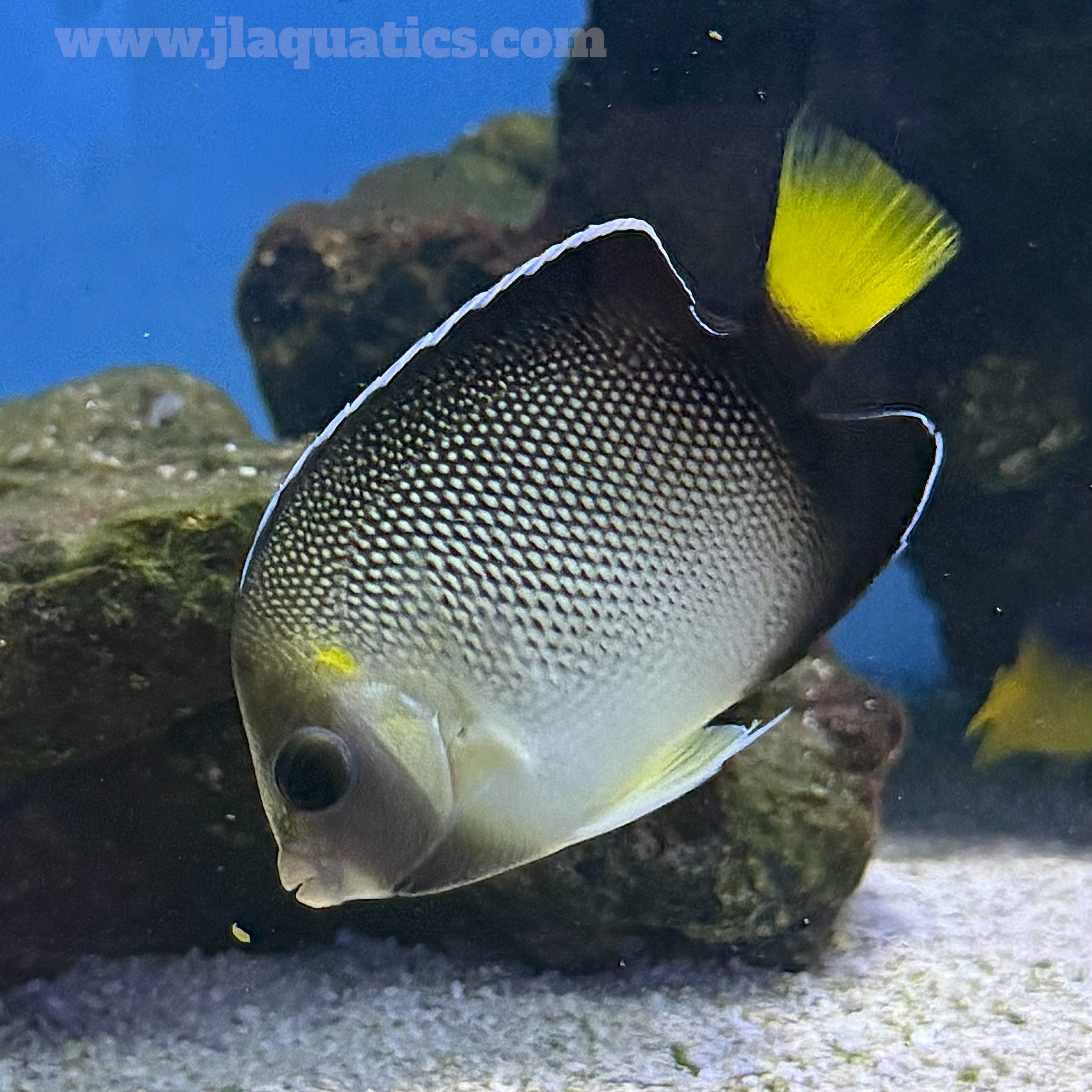 Cream Angel (Indian Ocean)