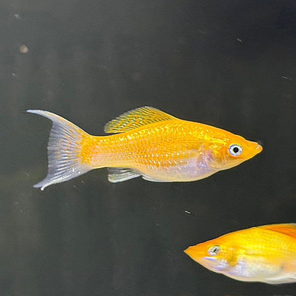 Creamsicle Lyretail Molly