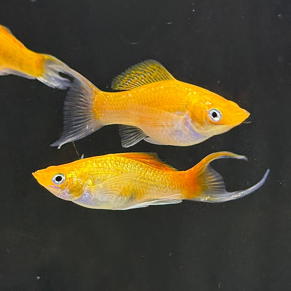 Creamsicle Lyretail Molly
