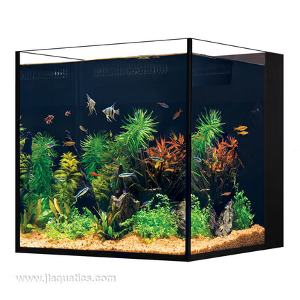 Red Sea Desktop Cube Aquarium freshwater aquarium set-up