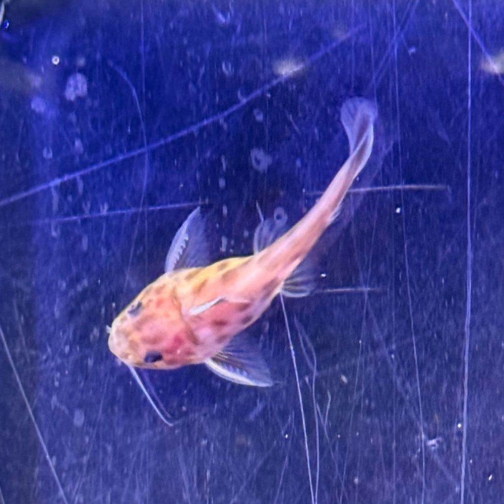 Cuckoo Catfish - Pink Albino