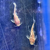 Cuckoo Catfish - Pink Albino