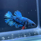 Betta - Plakat Avatar Sparkling - D10