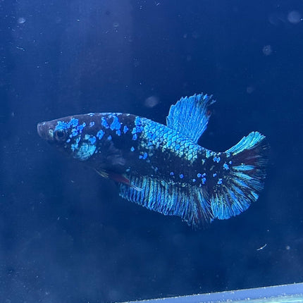 Betta - Plakat Avatar Sparkling - D24