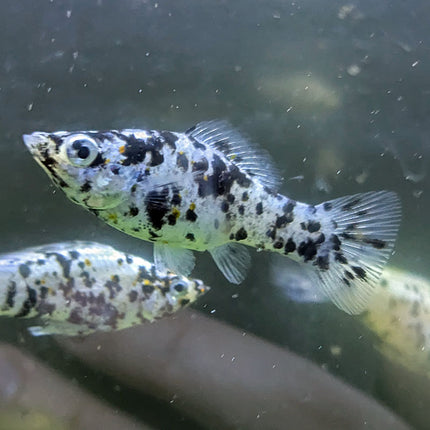 Dalmatian Molly