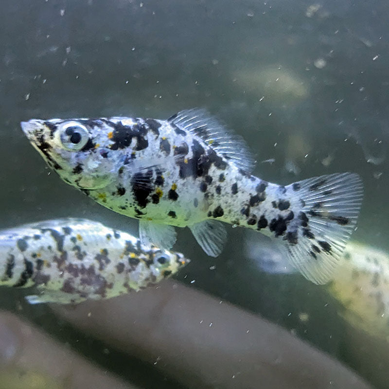 Dalmatian Molly