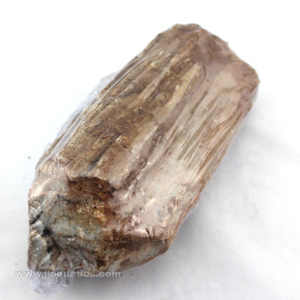 Lifegard Redwood Petrified Stone - All Sizes