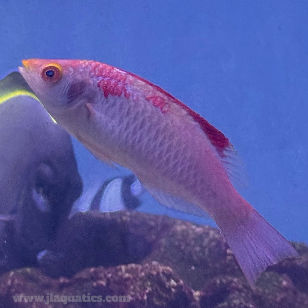 Debelius Fairy Wrasse (Asia Pacific)