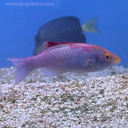 Debelius Fairy Wrasse (Asia Pacific)
