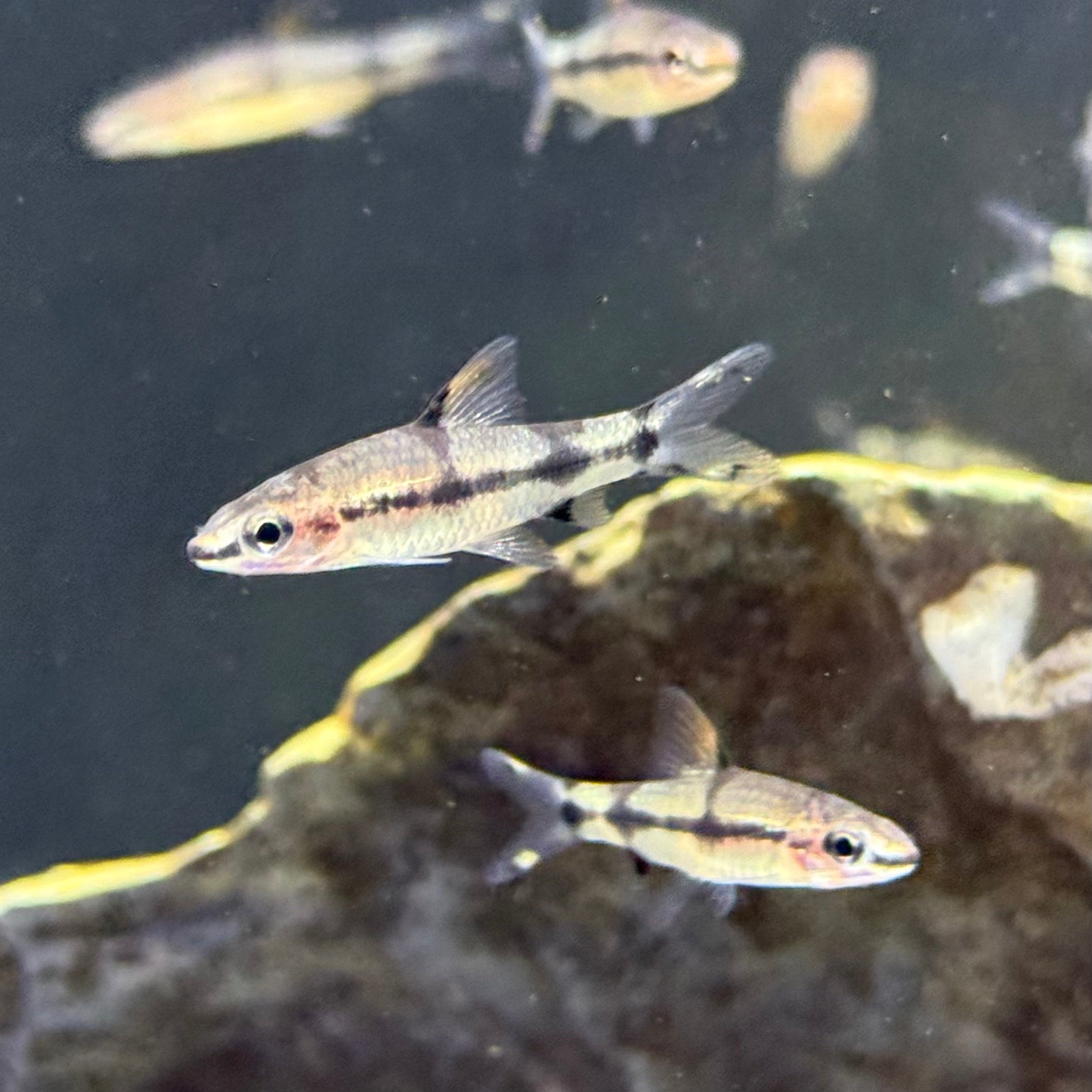 Redline Torpedo Barb
