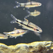 Redline Torpedo Barb