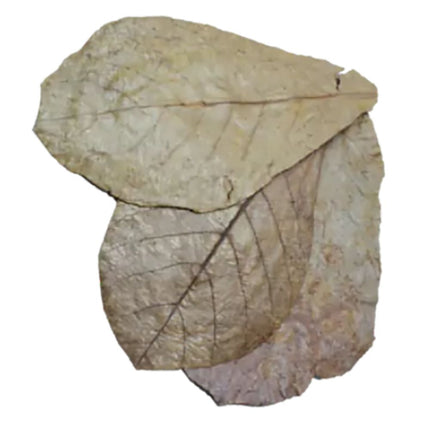Dennerle Catappa Leaves close-up #2