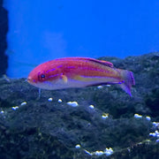 Diamond Tail Wrasse - Male