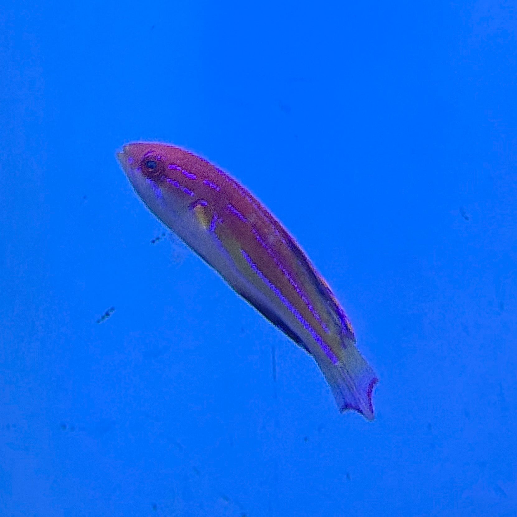 Diamond Tail Wrasse - Male