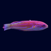 Diamond Tail Wrasse - Male