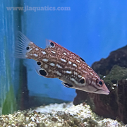 Diana's Hogfish (Asia Pacific)