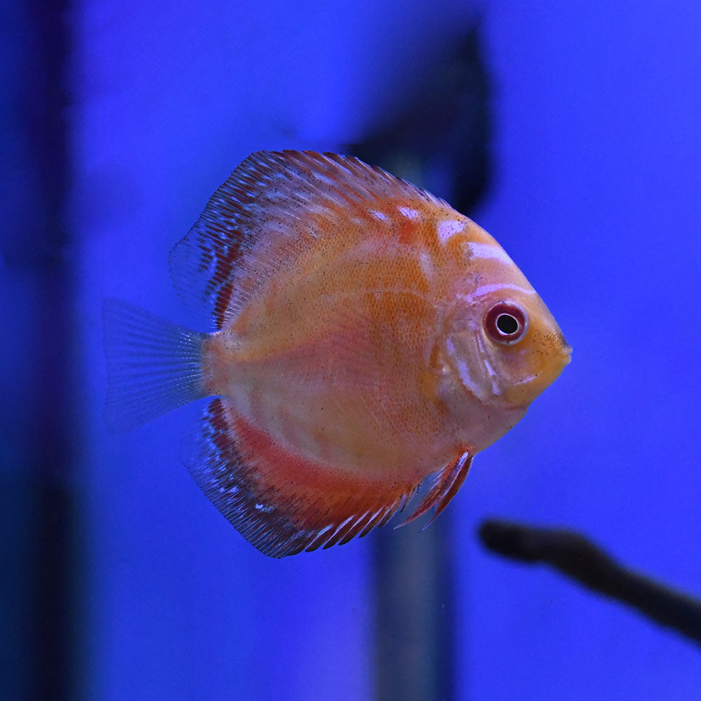 Pigeon Blood Discus