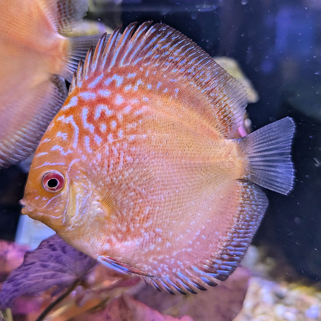 Pigeon Snakeskin Discus