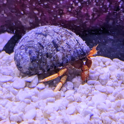 Red Dwarf Hermit Crab