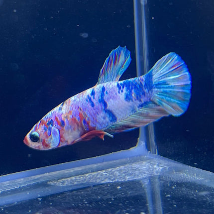 Betta - Assorted Fancy