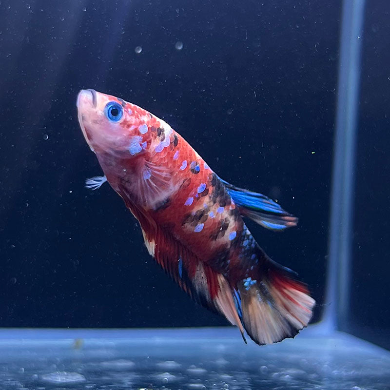 『AMAZING THAI BETTA』 Betta Fish For Sale From Thailand – Thailand Betta Fish