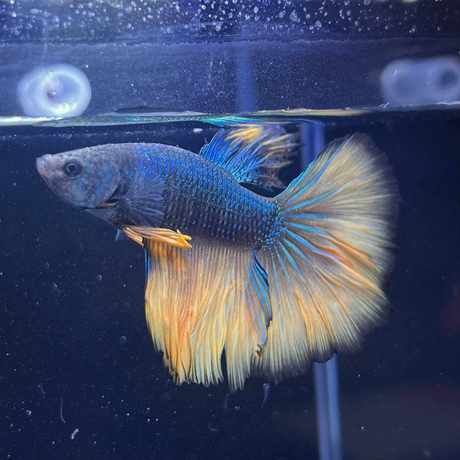 Betta - Assorted Fancy