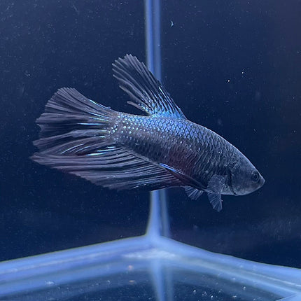 Betta - Assorted Fancy