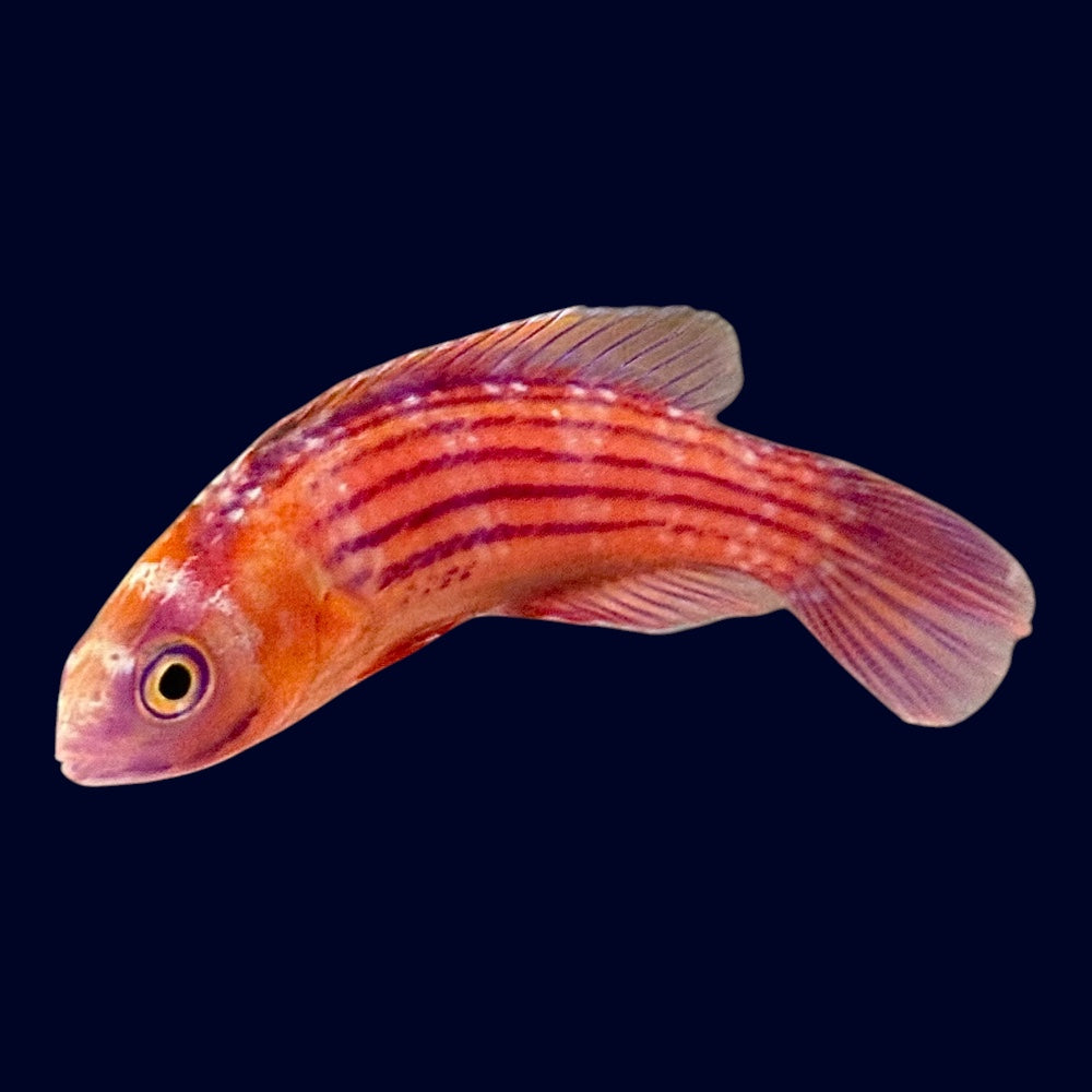 Earle's Fairy Wrasse - Male